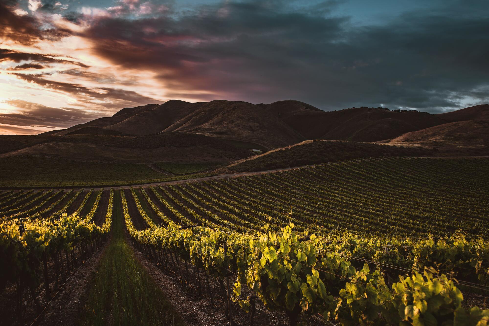 Viñedos de uvas