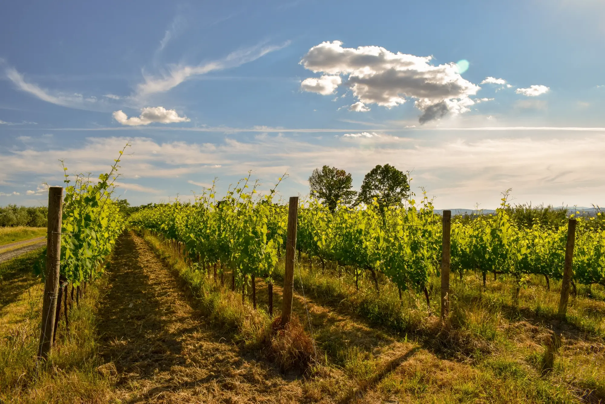 Viñedos de uvas en la mañana