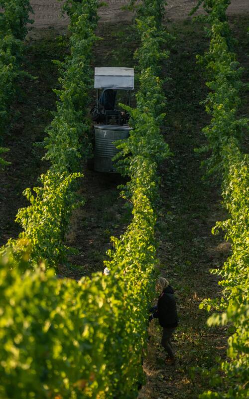 Viñedo de uvas
