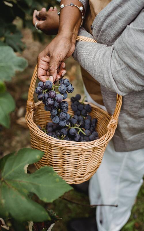 Recolección de uvas